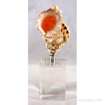 Fashion  decorative conch
